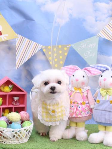 20240323マルちゃん